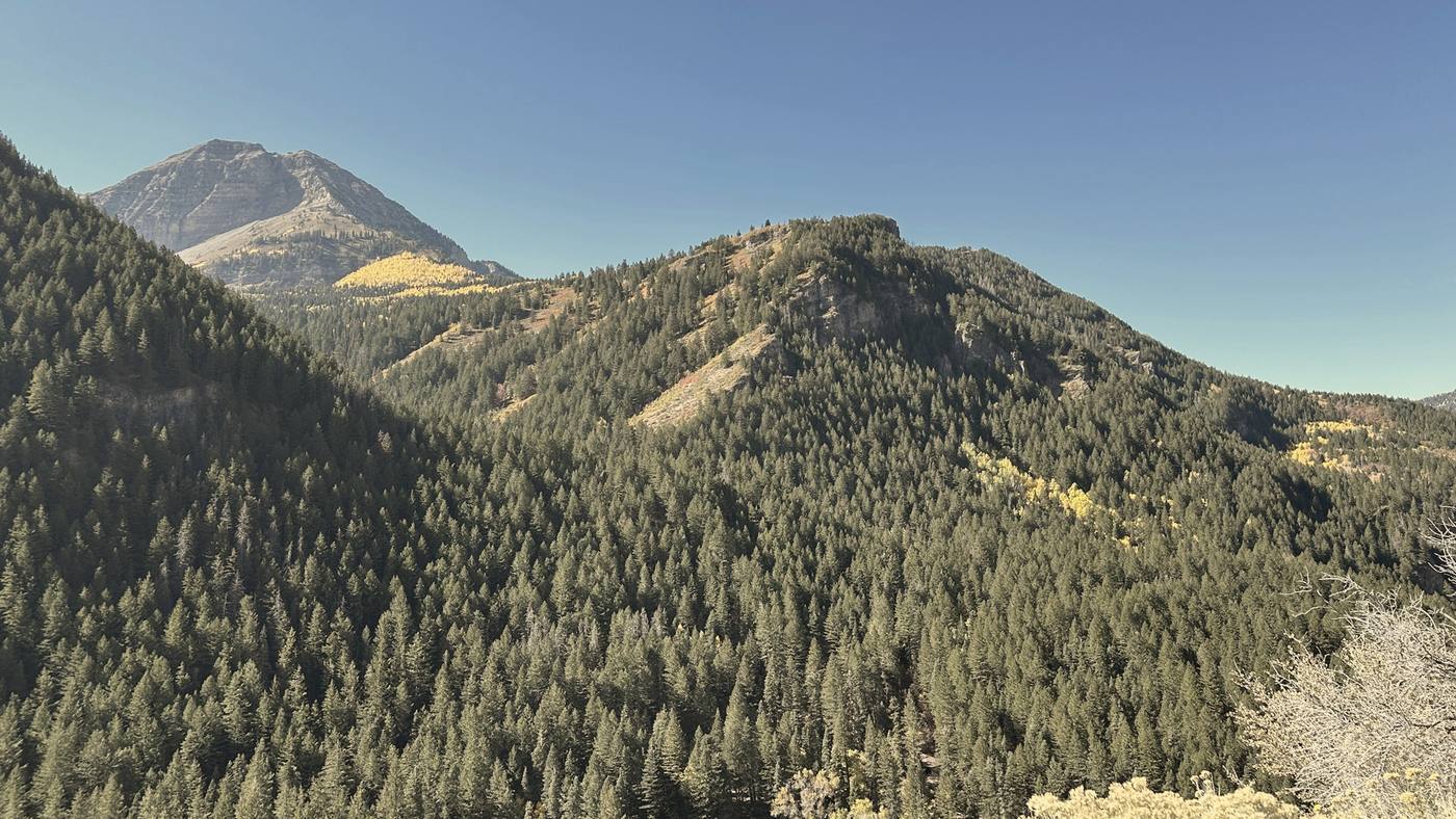 Evergreen-covered Wasatch foothills and fall aspens near Provo, Utah